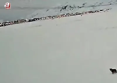 Tatvan’da kurt görüntülendi