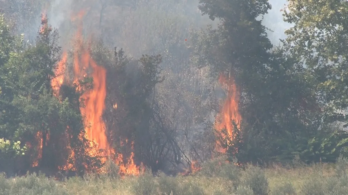 Altınözü'nde çıkan zeytinlik yangını itfaiye ekiplerin müdahalesiyle söndürüldü