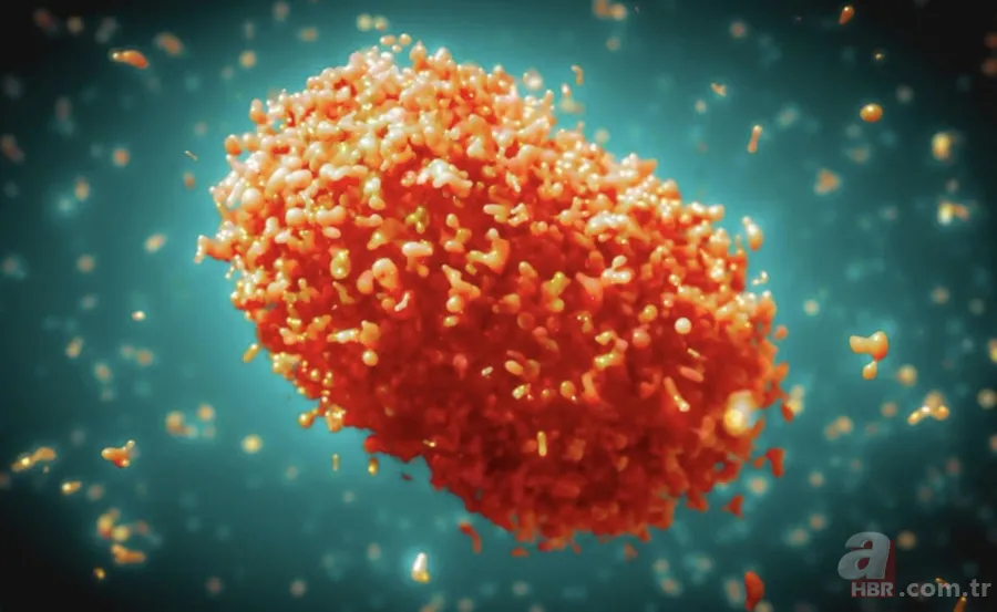 Maymun Çiçeği virüsü nedir, öldürür mü? Maymun Çiçeği hastalığının belirtileri neler, tedavisi var mı? Türkiye'de görüldü mü? 8