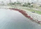 Görüntüler İstanbul’dan! Sahil kızıla boyandı