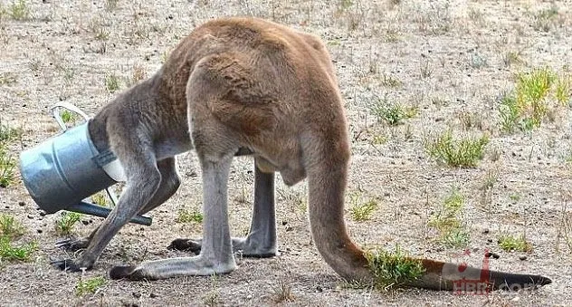 Onları görenler şaştı kaldı! 22