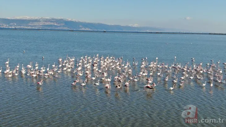 Flamingolar kuş otelinde yaptığı danslarla mest etti!