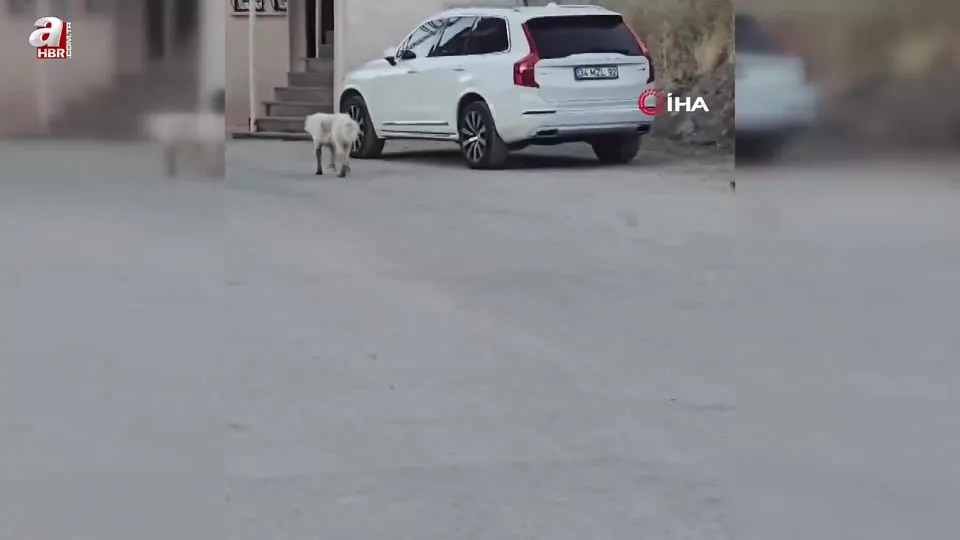 Köpeğin peşine takılan tilki kamerada