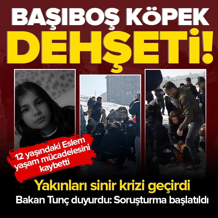 Hakkaride başıboş sokak köpeği vahşeti!