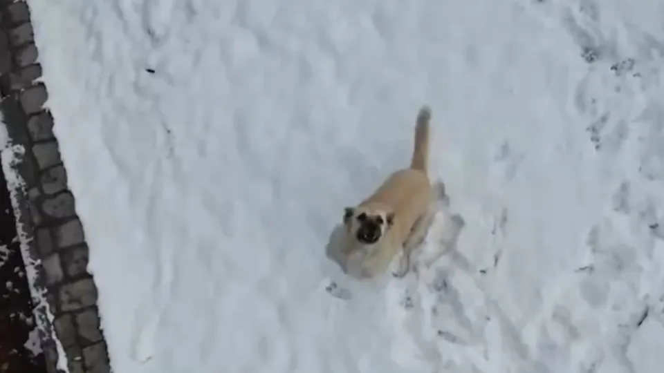 Ankara’da köpeklerin drone kovalamaca şovu!