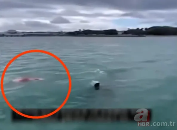 Katil balinaların üzerine balıklama atladı! Bedelini ağır ödedi 10