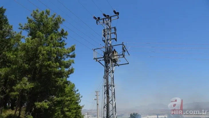 Antalya’da elektrik tellerine çarpan kuş yangına neden oldu! Geriye kömürleşen kuş kaldı