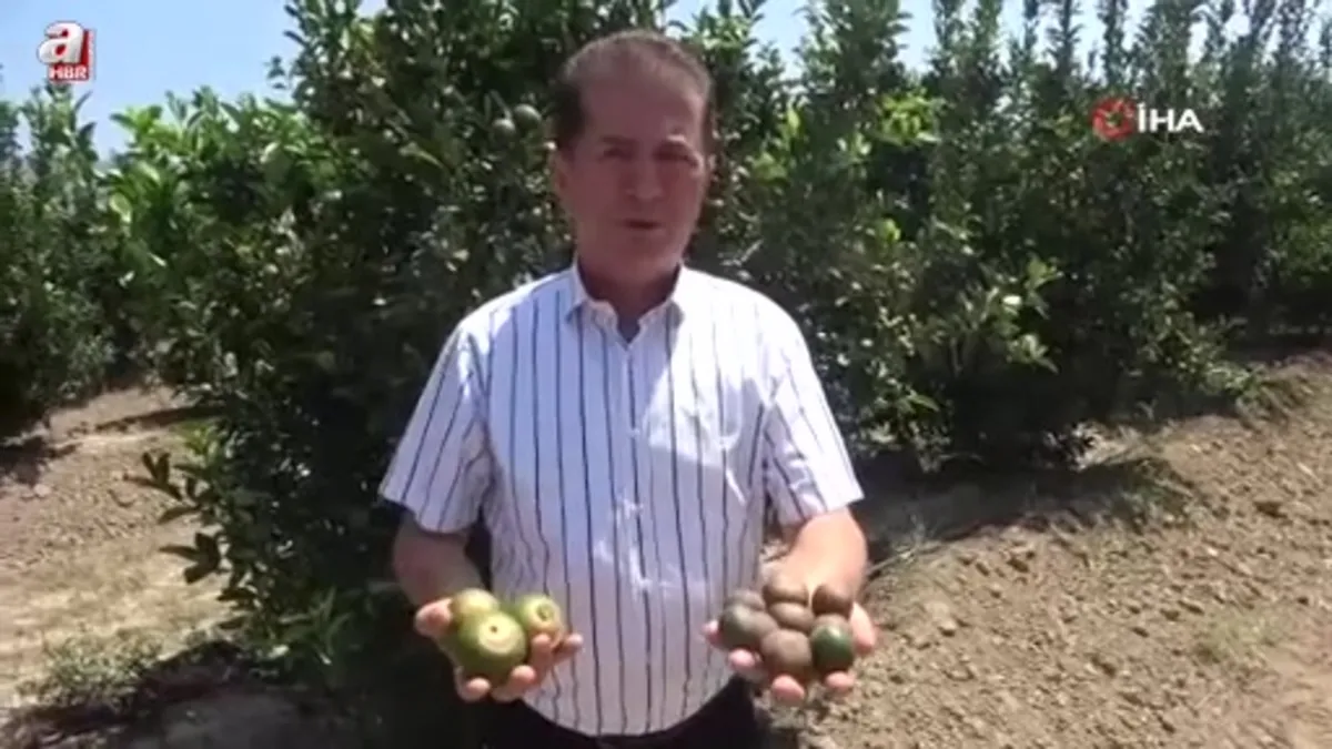 Sıcağın yaktığı narenciyelerde ‘Akdeniz Meyve Sineği' uyarısı