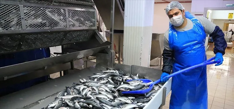 Tarım kentinden Avrupa'ya alabalık ihracatı