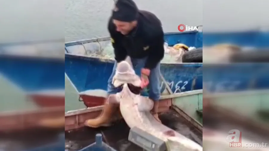 Balıkçının ağına takıldı! Havyarı 2 milyon liraya satılıyor 2