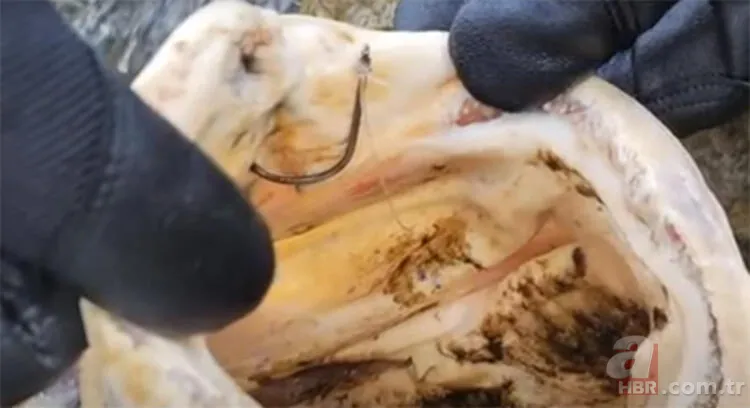 ABD kıyılarına vuran deniz canlısı bilim insanlarını şoke etti! Görüntüleri servis edildi 7