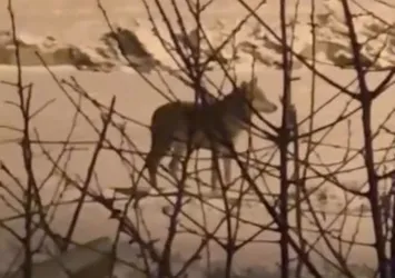 Yüksekova'da aç kalan kurtlar mahalleye indi: "Herkes dikkat etsin..."
