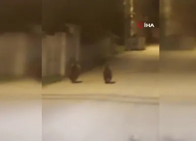 Yolda koşan ayılar kamerada