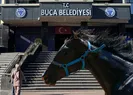 Belediye memurunun üzerine 13 yarış atı