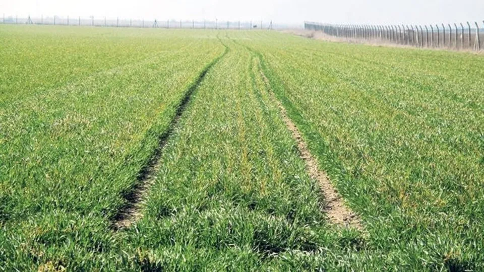 Son dakika: Tekirdağ'da korkunç olay! Buğday tarlalarında bulundu! Sofraları tehdit edecek