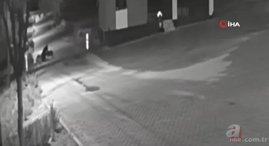 Kurt sürüsü sokak ortasında saldırıp paramparça etti! İşte korkunç anlar 15