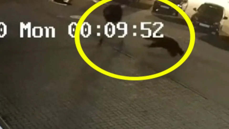 Rusya’da tüyler ürperten görüntü! Ayı saldırısı kamerada | Video