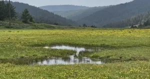 Yaylalar sarıya boyandı