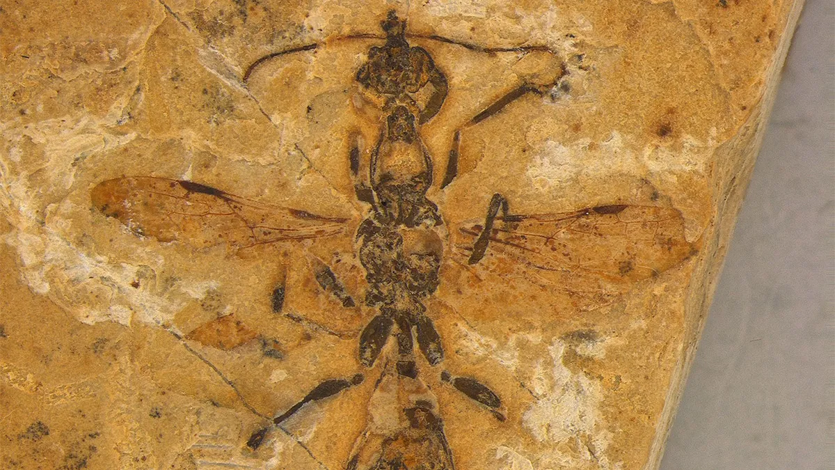 Brezilya'da bilinen 'en eski karınca fosili' keşfedildi