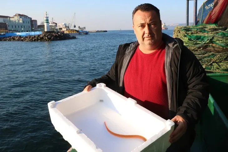Türkiye’de ilk defa görüntülendi! Yılan kurdu balığı Çanakkale Boğazı’nda! Nereden geldi? Uzman isim A Haber’de yanıtladı