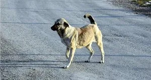 39 ilçeye ’sokak köpeklerini toplayın’ talimatı