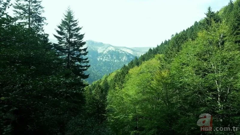 OGM personel alımı başvurusu nasıl yapılır? 3850 Orman Genel Müdürlüğü personel alımı başvuru şartları nelerdir? 6