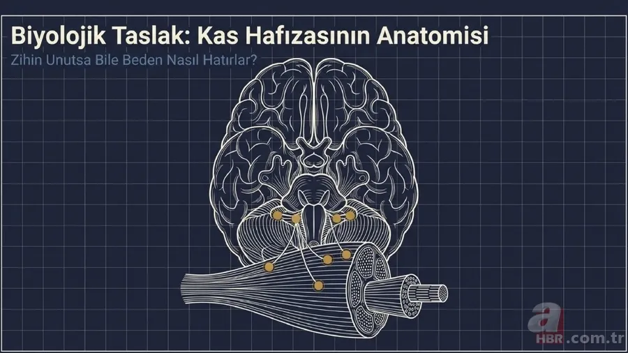 Beynin gizli arşivi: Zihin unutsa bile vücut hatırlıyor! Kas hafızası nedir? 2