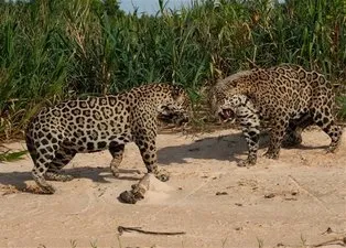 İki jaguarın inanılmaz karşılaşması! Sosyal medyayı sallayan görüntüler!