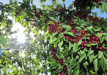 Dalları kiraz bastı! Üreticinin yüzü gülüyor