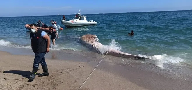 Akdeniz’in en büyük balina türü! Mersin’de karaya vurdu