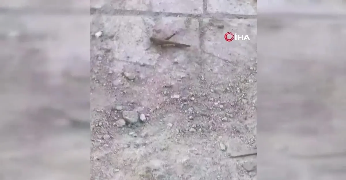 Dev etçil çekirge böyle görüntülendi