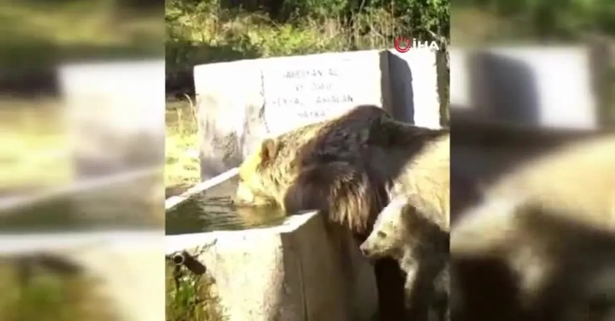 Sıcaktan bunalan anne ve yavru ayılar fotokapana yakalandı