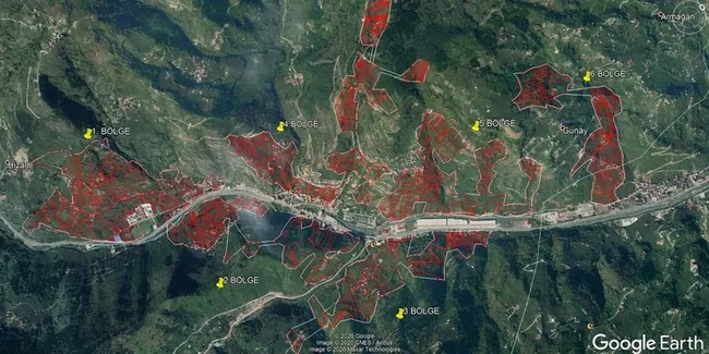 Trabzon’da 'Drakula' böceğinin tehdit ettiği ağaçlar yakılıyor: 7 mahalle karantinada - 8