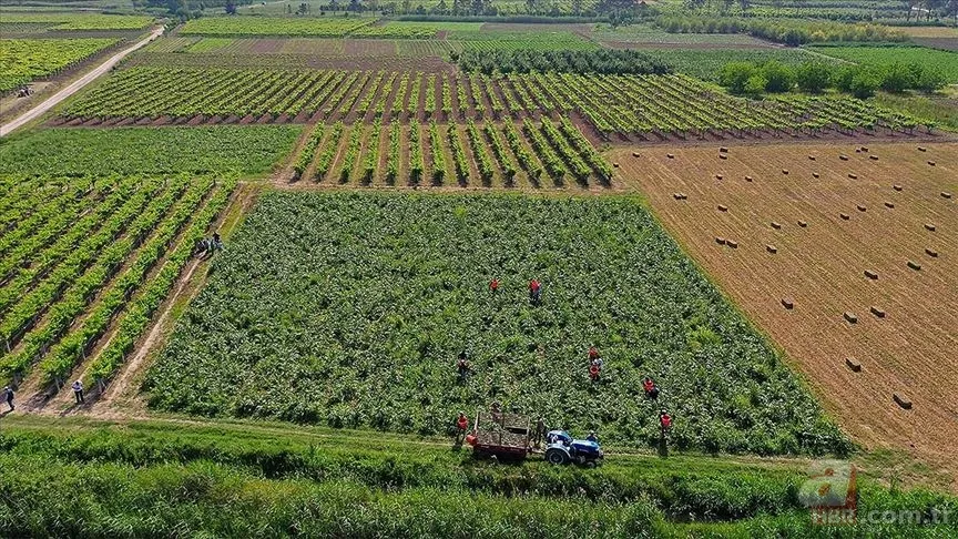 ÇİFTÇİ DESTEK ÖDEME SORGULAMA 2025: Çiftçi destek ödemesi yattı mı, ne zaman yatacak? 3