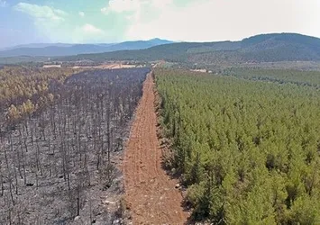 Orman şeridi doğayı korudu! İşte çarpıcı görüntüler