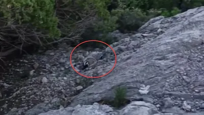 Görüntülenirken aniden kükreyip saldırıya geçti