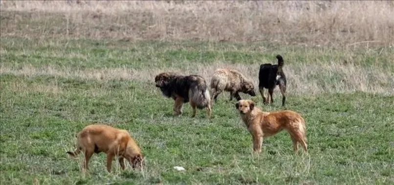 Başıboş köpek sorunu nasıl çözülecek? Uzman isim A Haber'de cevapladı
