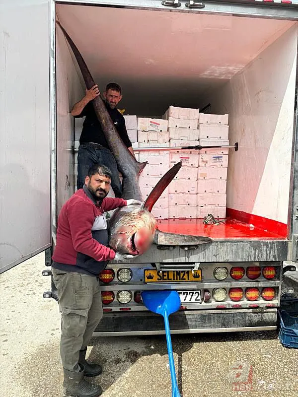 Adana'da balıkçı ağına öyle bir şey takıldı ki iki kişi zor tuttu! 3 metre boyunda onlarca kilo ağırlığında… 1