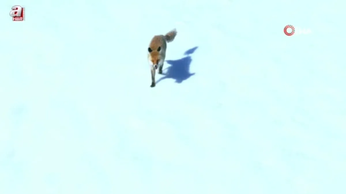 Artvin'de görüntülenen kızıl tilki ilginç kuyruğuyla dikkat çekti