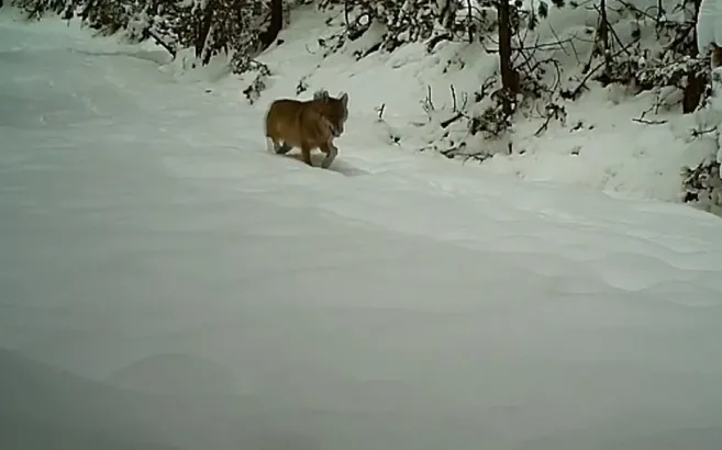 Geyik... Tilki... Domuz... Sosyal medyada beğeni yağdı! İşte vahşi doğadan görüntüler