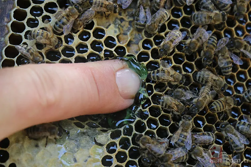 Kovandan çıkan bal görenleri şaşkına çevirdi! Kilosu 20 bin TL... 5