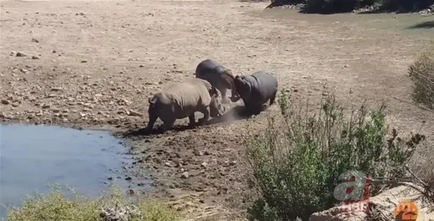 Hayvanlar dünyasından inanılmaz anlar 12