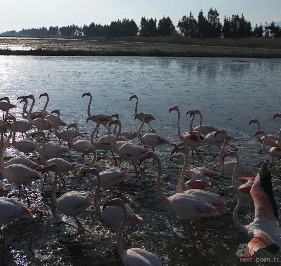 Taşan Menderes buğday tarlalarını sular altında bıraktı, flamingolar akın etti 4