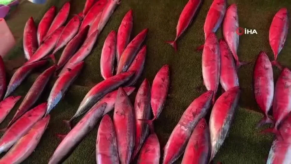 Palamut 100 liradan tezgahta yerini aldı