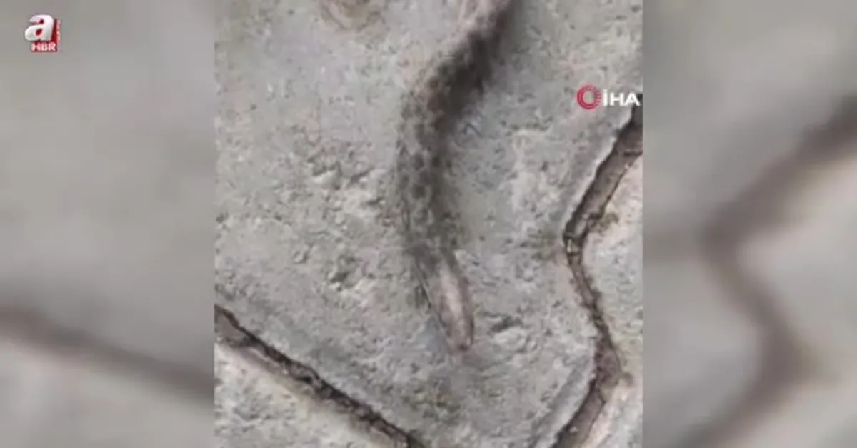 Çift başlı yılan tedirgin etti