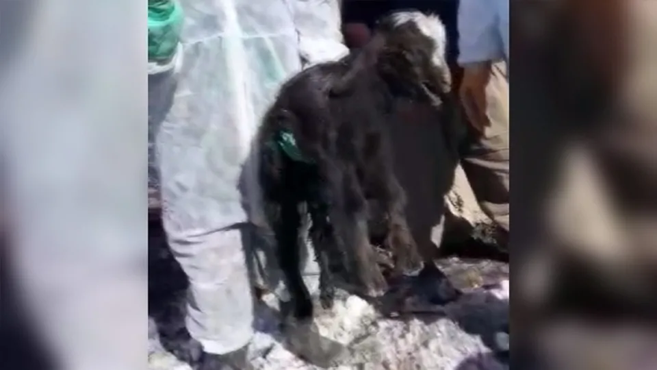 İran’da meydana gelen Van’ı vuran depremden günler sonra enkazdan mucize kurtuluş! |Video