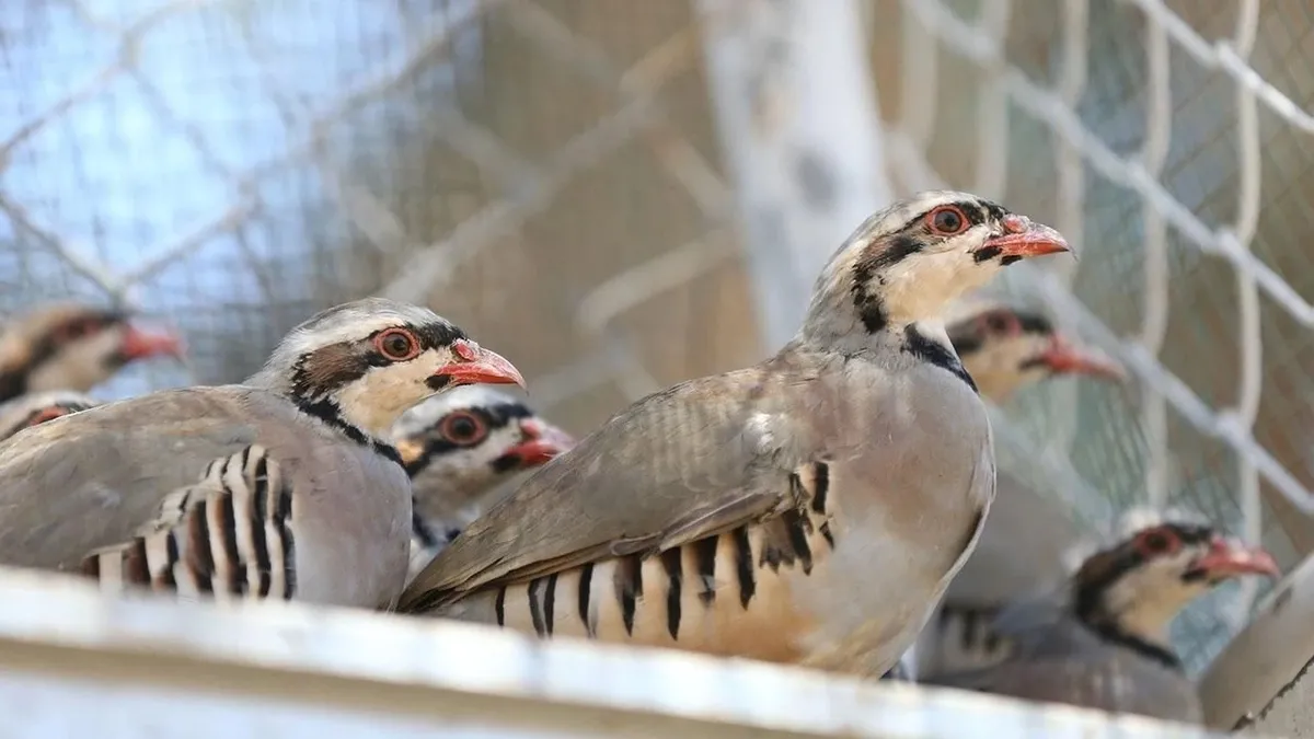 Yaylatepe'de 500 keklik doğaya salındı