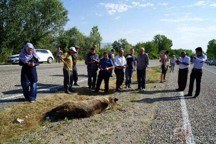 Kastamonu'da aracın çarptığı bozayı telef oldu 13