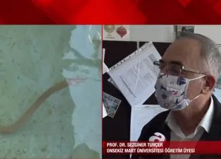 Türkiye’de ilk defa görüntülendi! Yılan kurdu balığı Çanakkale Boğazı’nda! Nereden geldi? Uzman isim A Haber'de yanıtladı