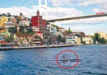 İstanbul Boğazı'nda köpekbalığı!